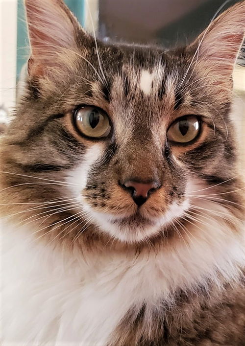Rocket Pennington Dec 2019