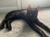 Flynn Ryder Loos Sep 2019