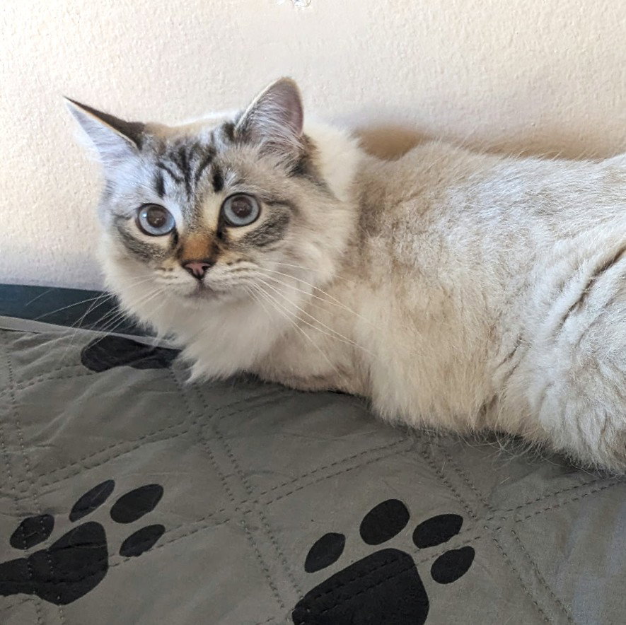 Angel