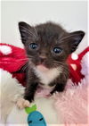 Chance now Binx Peterson Mar 2020