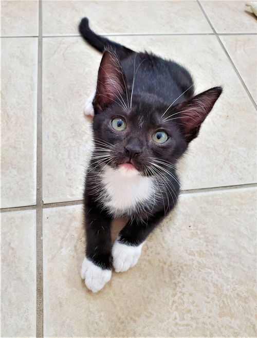Chance now Binx Peterson Mar 2020
