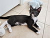 Chance now Binx Peterson Mar 2020
