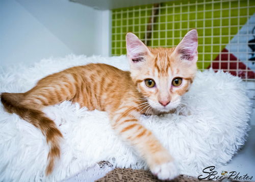 Rigel Welch Mar 2020