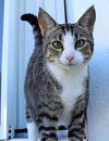Lucy Coppelli Dec 2010