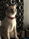 Chloe