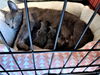Reagan now Ladybug Fox Jun 2020