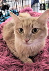Tootsie now Eevee Amsterdam-McNamara Mar 2022