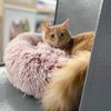 Tootsie now Eevee Amsterdam-McNamara Mar 2022