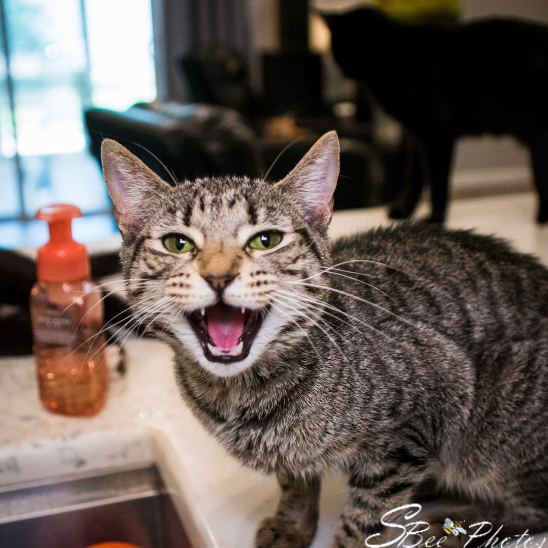 adoptable Cat in Saint Cloud, FL named Trudy