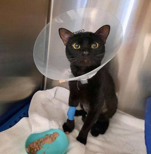 Jinxy Southwell (fundraiser cat) 2022
