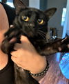 Jinxy Southwell (fundraiser cat) 2022