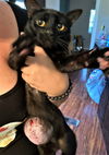Jinxy Southwell (fundraiser cat) 2022