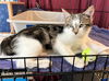 Marshmallow now Mozart Schneider-Kerner Aug 2022