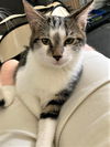 Marshmallow now Mozart Schneider-Kerner Aug 2022