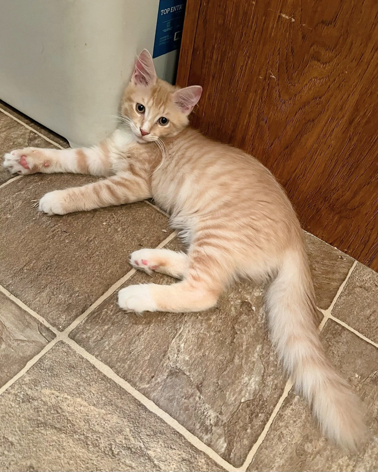 Cats for Adoption in South Patrick Shores, Florida Alpha Paw