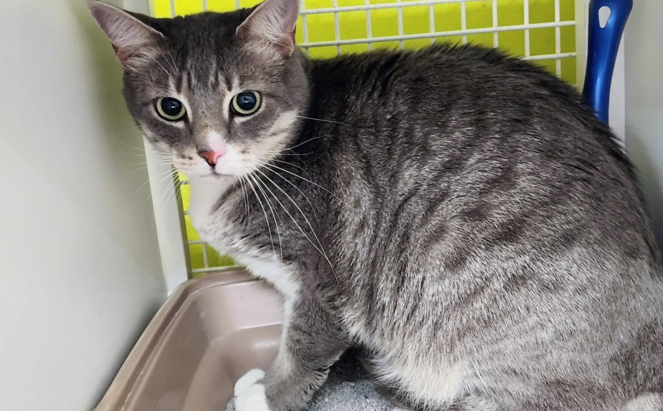 Cats for Adoption in Zephyrhills South, Florida Alpha Paw