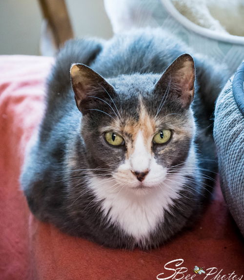 Josie Calico Sanders Apr 2016