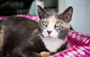 Josie Calico Sanders Apr 2016