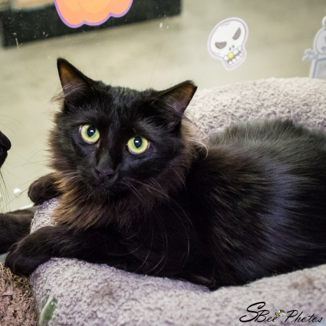 adoptable Cat in Kissimmee, FL named Fuzzy