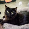adoptable Cat in  named Fuzzy