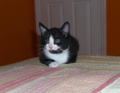 Johnny Vegas Jones Aug 2009