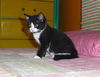 Johnny Vegas Jones Aug 2009