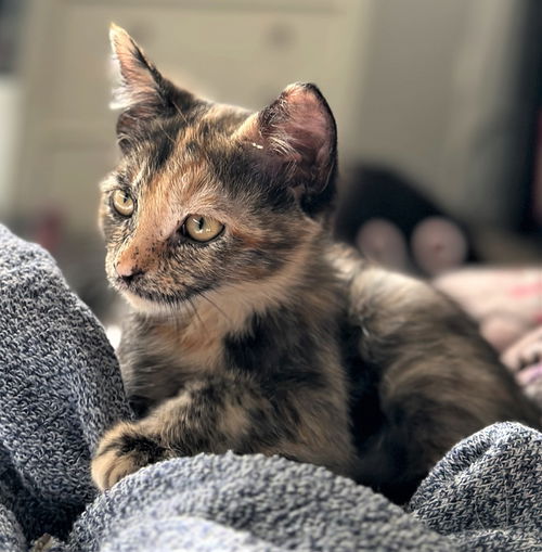 Marmalade now Hayley Fitch Estrella Apr 2023