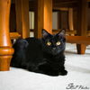 Wednesday fka Fluffy Buffy White Mar 2023