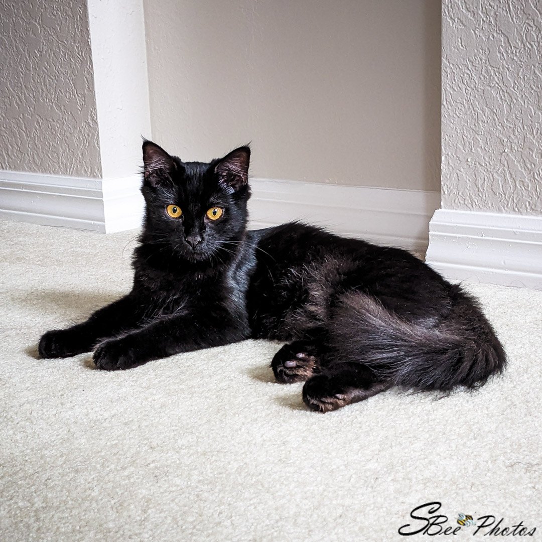 adoptable Cat in Saint Cloud, FL named Fluffy Buffy