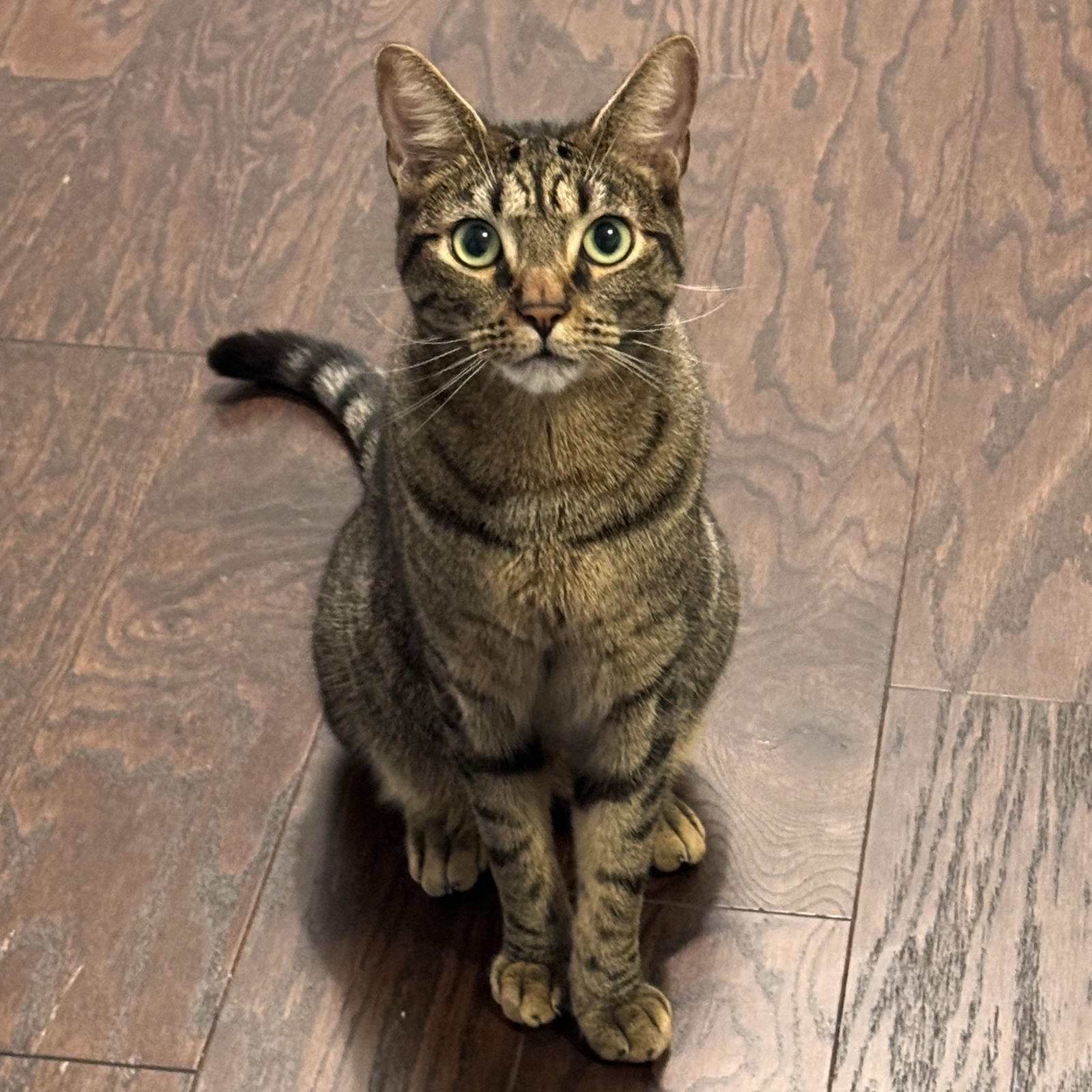 adoptable Cat in Saint Cloud, FL named Ancho