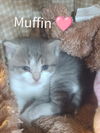 Muffin Oliver Oct 2023