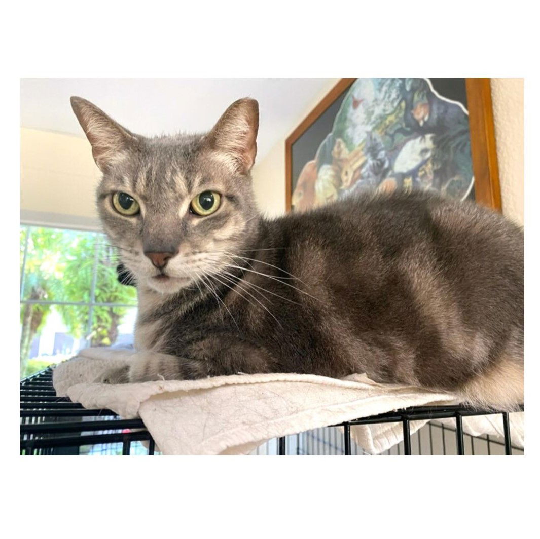 adoptable Cat in Saint Cloud, FL named Quincy