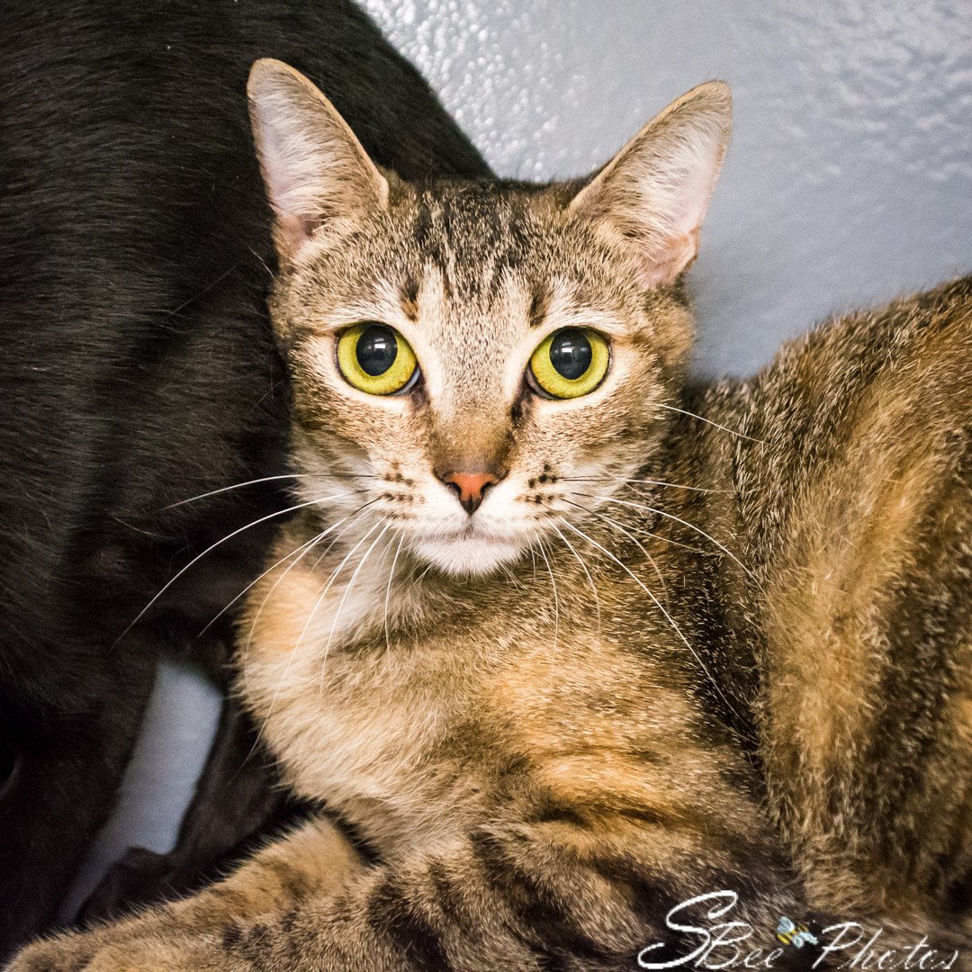 adoptable Cat in Kissimmee, FL named Jules