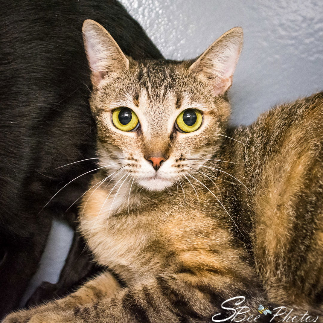 adoptable Cat in Saint Cloud, FL named Jules