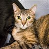 adoptable Cat in kissimmee, FL named Jules
