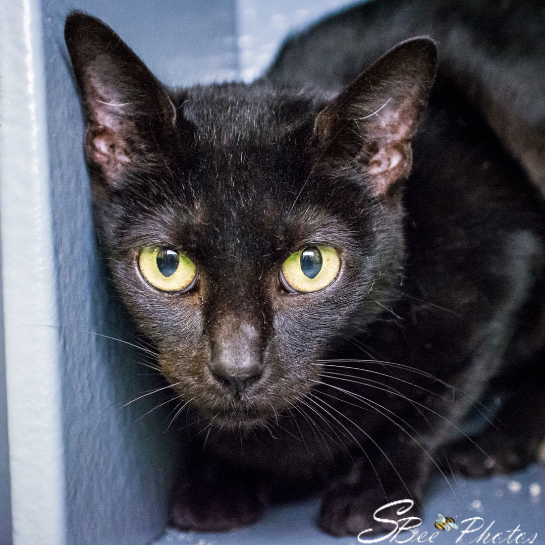 adoptable Cat in Kissimmee, FL named Sabrina