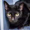 adoptable Cat in kissimmee, FL named Sabrina