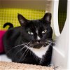 adoptable Cat in kissimmee, FL named Galaxinna