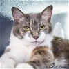 adoptable Cat in saint cloud, FL named Brooklyn