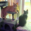 adoptable Cat in Saint Cloud, FL named Buttercup