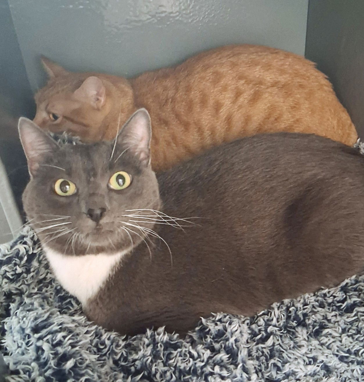 adoptable Cat in Saint Cloud, FL named Sweetie