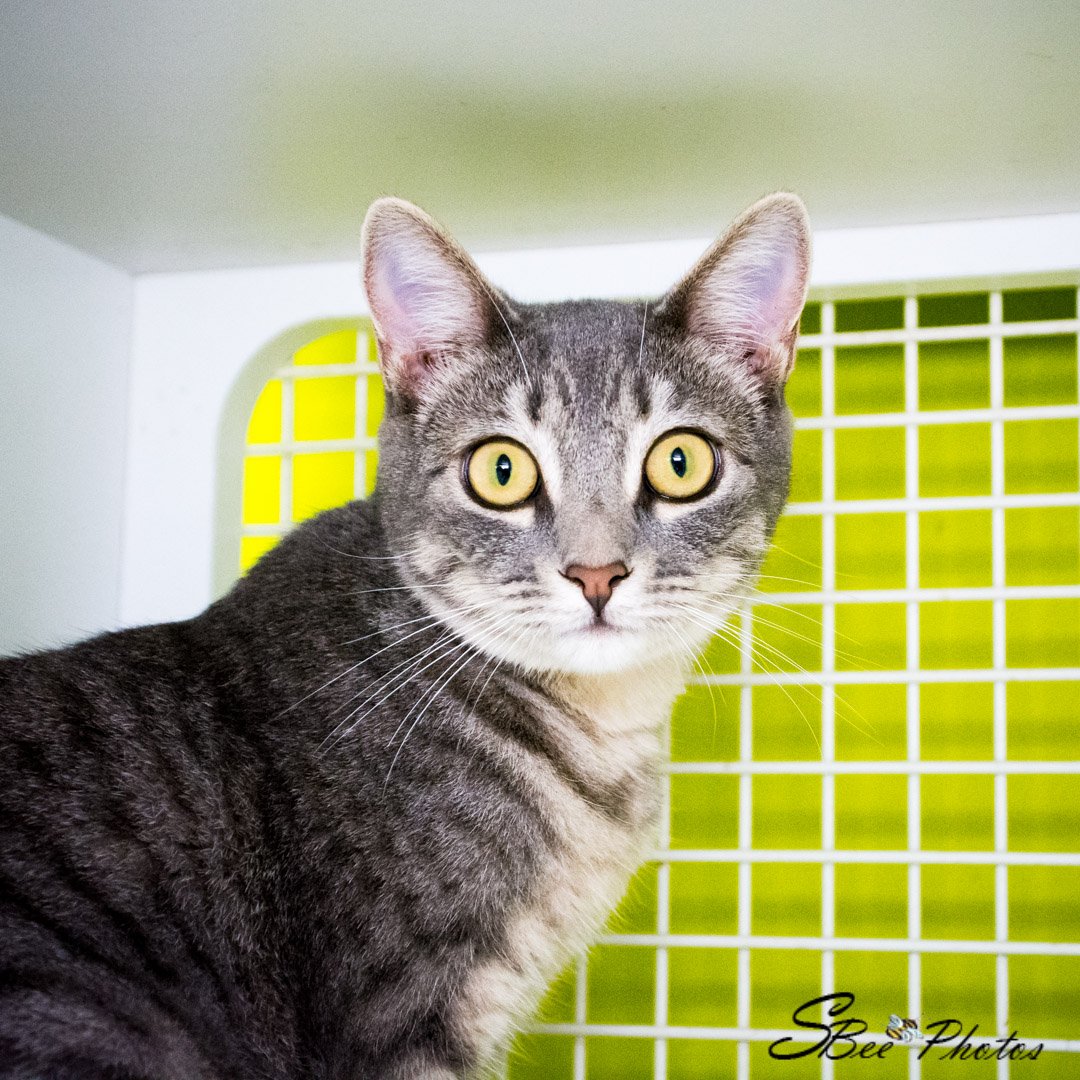 adoptable Cat in Kissimmee, FL named Sisu Caceres Apr 2022
