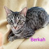 adoptable Cat in Saint Cloud, FL named Berkah