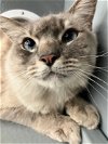 adoptable Cat in kissimmee, FL named Shadow