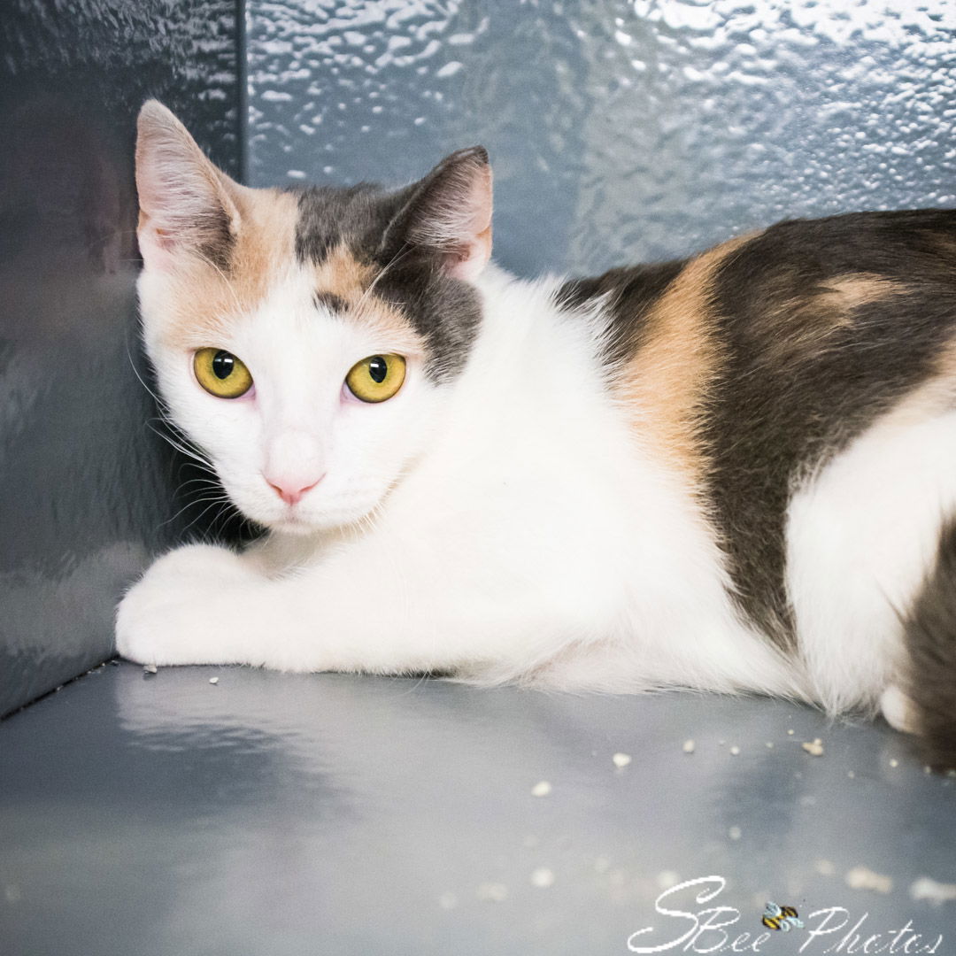 adoptable Cat in Saint Cloud, FL named Amelia