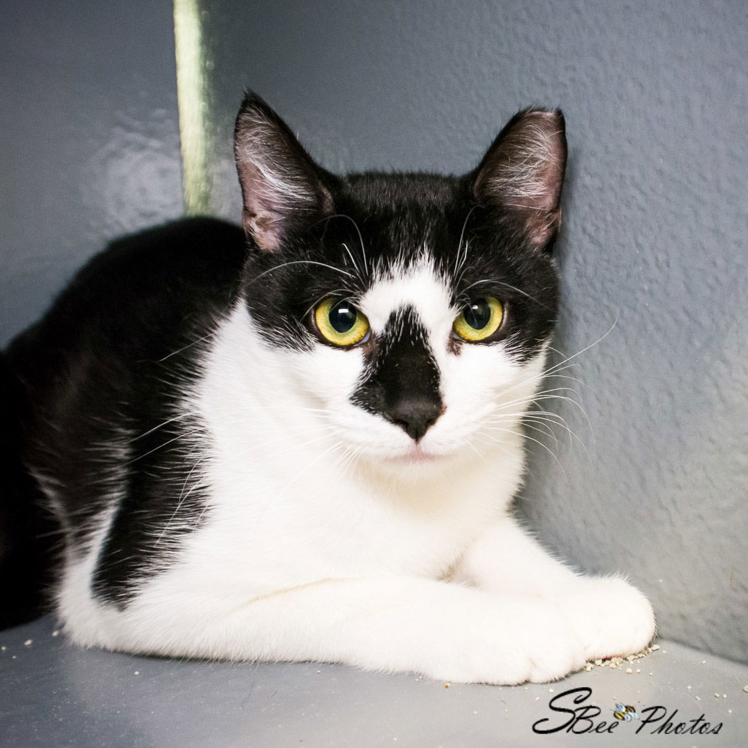 adoptable Cat in Saint Cloud, FL named Arthur