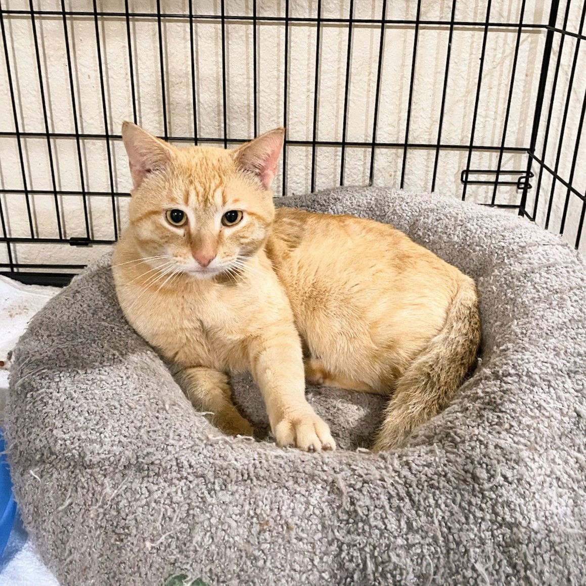 adoptable Cat in Saint Cloud, FL named Butterscotch