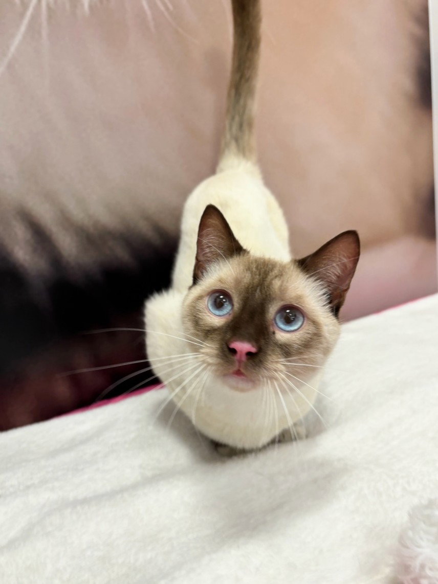 Cats for Adoption in Orlando, Florida Alpha Paw