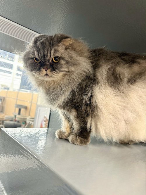 Cats for Adoption in Melbourne, Florida Alpha Paw