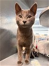 adoptable Cat in  named Willy